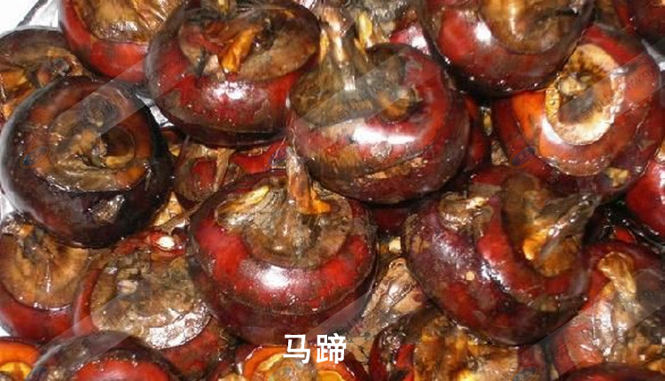 馬蹄-馬蹄子-做客家肉丸佐料